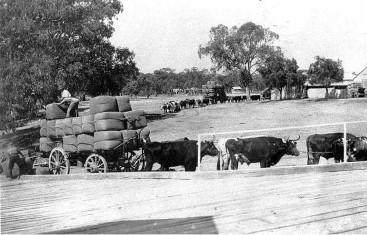 Bullock team arriving with wool, c.1900